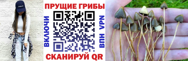 Псилоцибиновые грибы Cubensis  Липки 